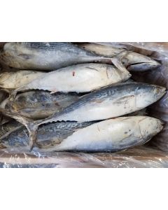 BONITO SHIPJACK TUNA 1-3LBS