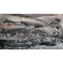 Moul Fish MULLET FISH