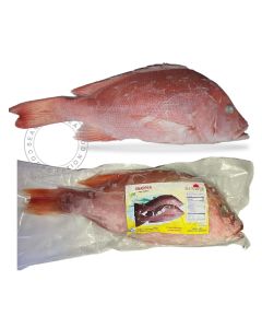 RED SNAPPER